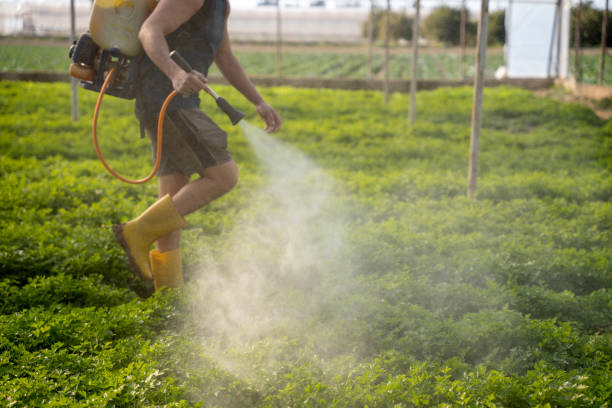 Best Ant Control Services  in Ragland, AL